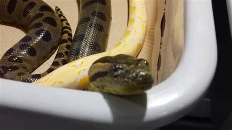 Update on Green Anaconda and Reticulated Python! - YouTube