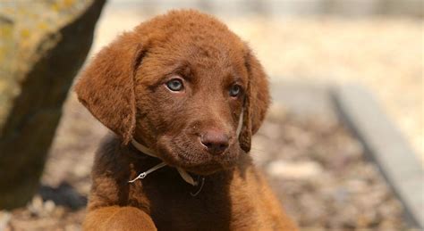 5 Things to Know About Chesapeake Bay Retrievers - Petful