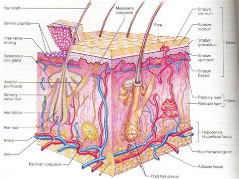 Human Epidermis Diagram Human skin diagram human skin Photo & Picture ...