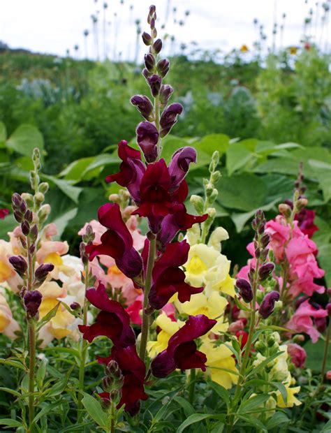 Snapdragon Sonnet Series - Mixed Color – Hometown Seeds