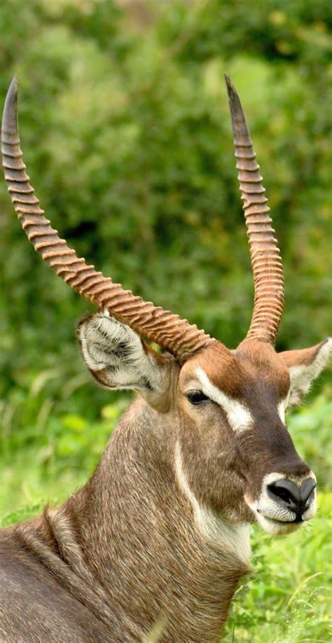 About Wild Animals: A majestic antelope waterbuck | South african ...