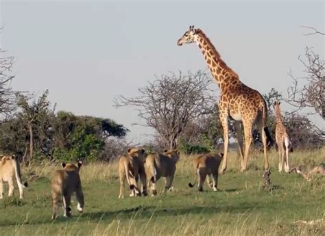 Video: Mother Giraffe Fends Off Lion Pride | OutdoorHub