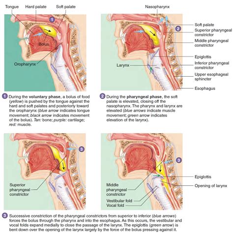 Swallowing - Digestive System