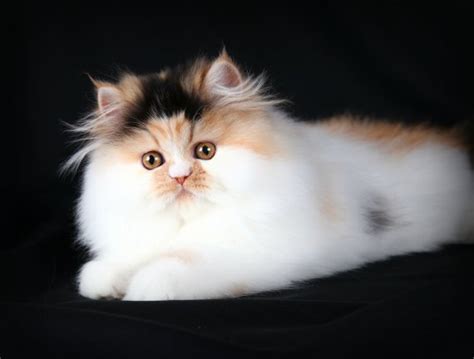 Calico Persian Kittens | Calico Persian Cats | Calico Cats | Calico ...