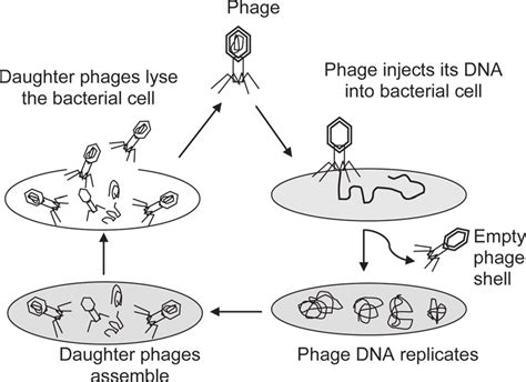 [DIAGRAM] Virus Lytic Cycle Diagram - MYDIAGRAM.ONLINE