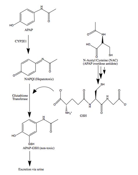 Interaction with Ethanol – Alcohol Metabolism