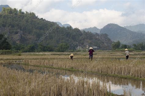 Three women working in rice paddies, Vietnam - Stock Image - F036/4881 - Science Photo Library