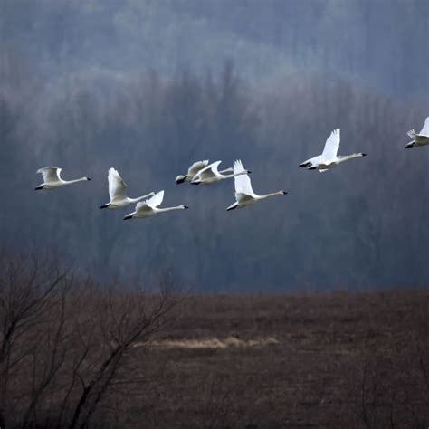 Tundra Swan - Facts, Diet, Habitat & Pictures on Animalia.bio