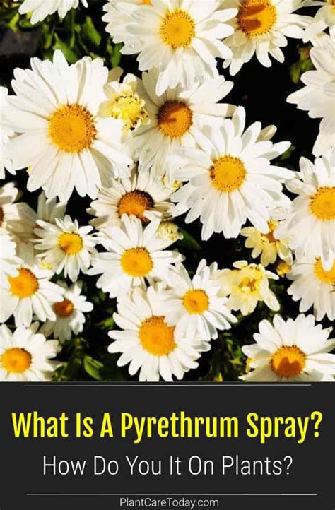 What Is A Pyrethrum Spray And How To Use It On Plants? | Trees to plant, Plants, Garden pests