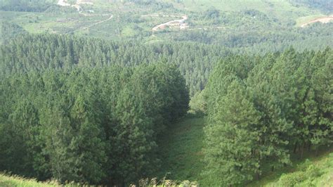 File:Pine tree forest 3.jpg - Wikimedia Commons