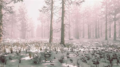 Trees in misty winter forest frosty and foggy 7537699 Stock Video at ...