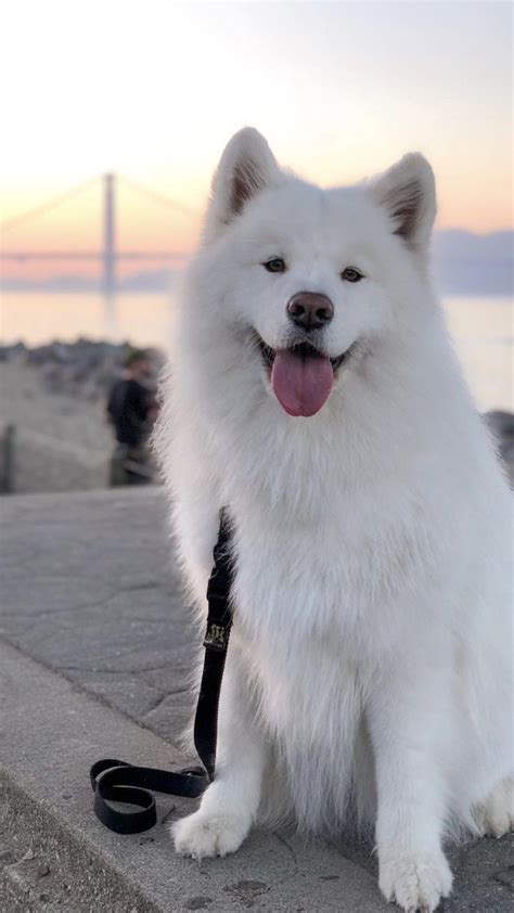 123 best My Big White Fluffy Dog images on Pinterest | Samoyed puppies ...