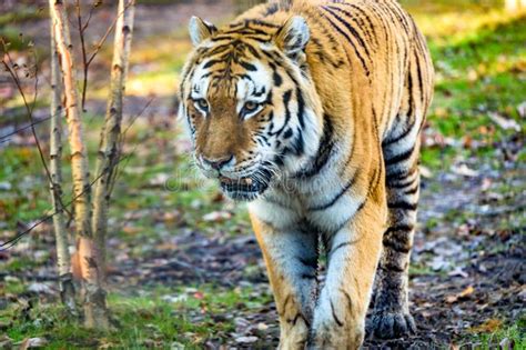 A Majestic Royal Bengal Tiger, in Its Natural Habitat Stock Photo ...