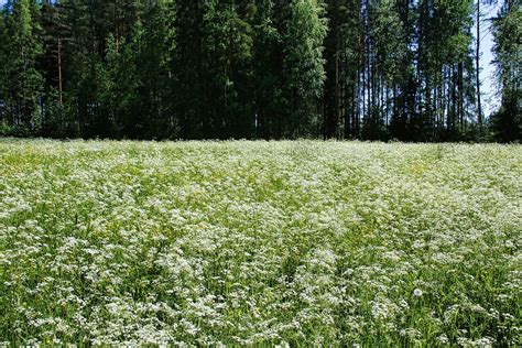 Flowers Forest Meadow Flower - Free photo on Pixabay