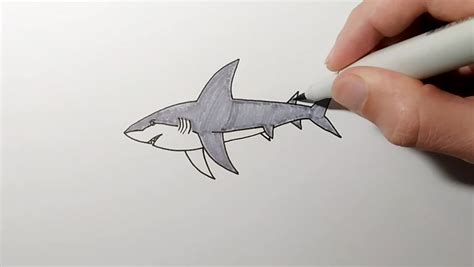 Hammerhead Shark Drawing For Kids