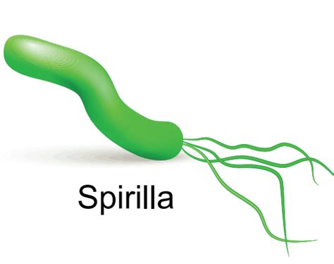 Find out spiral shaped bacteria from the following: