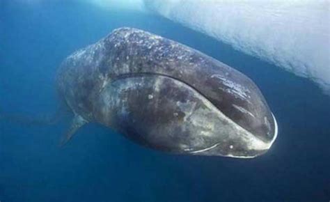 Greenland Whales - Nature of Nature