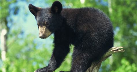 FOSSIL HUNTRESS: URSAVUS: BLACK BEAR CUB