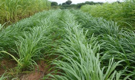 Green Fodder Production Information Guide | Agri Farming