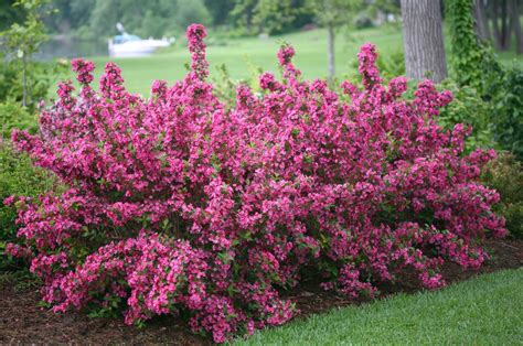 Weigela florida ‘Sonic Bloom’ – One Earth Botanical