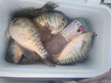 Crappie.com - Ice is off.