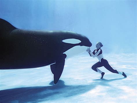 R.I.P. Tilikum, orca at the center of Blackfish documentary has died ...