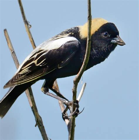 Bobolink | The Audubon Birds & Climate Change Report