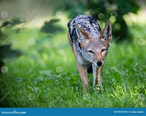 Portrait of Golden Jackal Hunting. Stock Photo - Image of africa ...