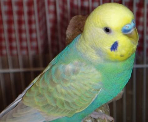 13 best Violet Budgies images on Pinterest | Budgies, Parakeets and Parrots