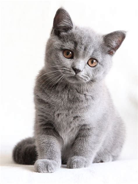 British Shorthair Cat Jual – Idalias Salon