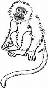 Free Printable Monkey Coloring Pages For Kids sketch template