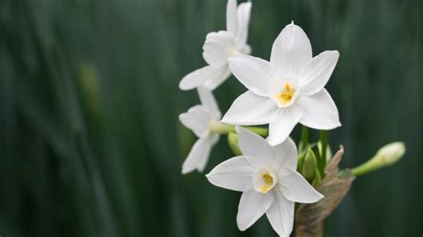 Todd Goulding offers tips for growing paperwhite narcissus, amaryllis, poinsettias and living ...