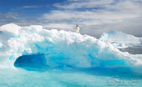 Happy Feet :) | Antarctica, Landscape photography, Outdoor photographer