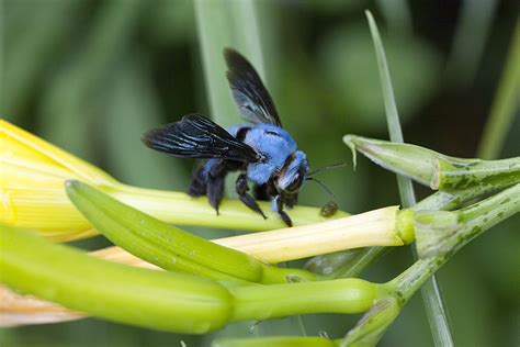 This incredible blue bee is sure to cheer up your day