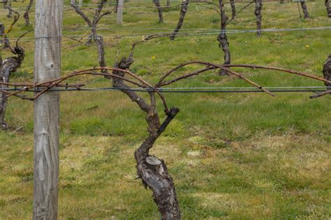 Grape pruning in winter - Amateur Gardening