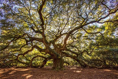 25 of the most amazing trees in the world | CN Traveller