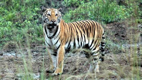 Tigers in Thailand’s Huai Kha Khaeng Wildlife Sanctuary
