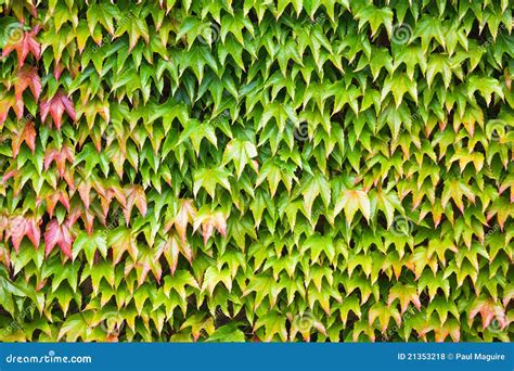 Ivy background stock photo. Image of backgrounds, horticulture - 21353218