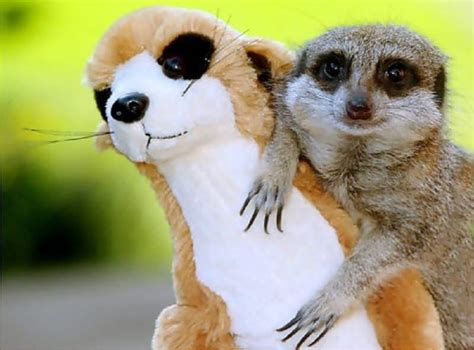 10 Cute Pictures Of Animals Cuddling