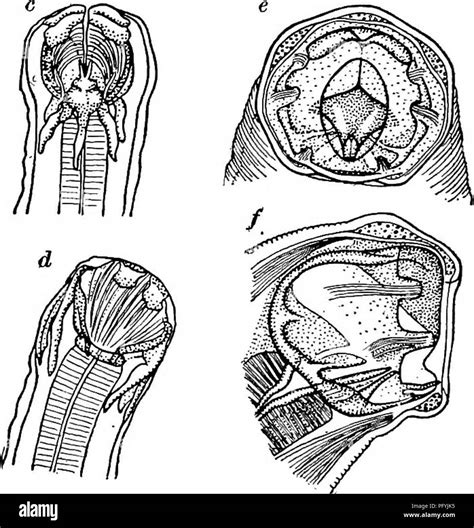 Necator Americanus Morphology