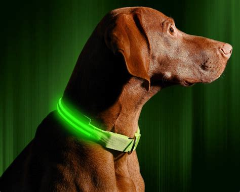 Illumiseen LED USB Rechargeable Dog Collar, Large, Green - Chewy.com