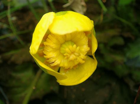 Nuphar japonica de Candolle