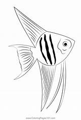 Angel Fish Up Coloring Page For Kids  Free Angelfishes Printable sketch template