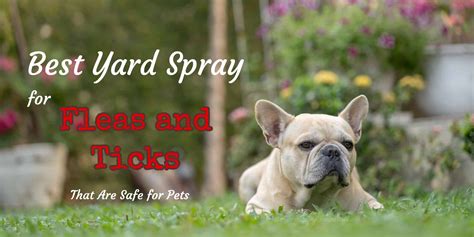 Best Yard Spray for Fleas and Ticks That Are Safe for Pets