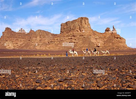 Group of tourists on white dromedaries in the Hamada desert Acacus Mountains Sahara Libya Stock ...