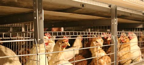 Battery Cage Design: An In-Depth Analysis of Chicken Layer Cages