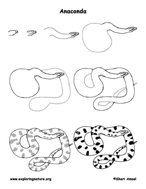 Step By Step How To Draw A Snake at Drawing Tutorials