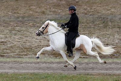 Horse Brain Insight from Dog Brain Doc