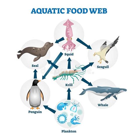 Aquatic food web vector illustration. Labeled educational water life ...