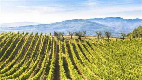 Dig into the terroir of Italy’s famous Chianti wine region in Tuscany ...